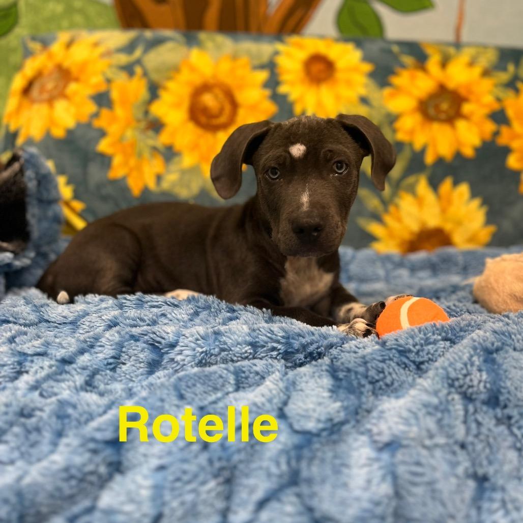 Rotelle