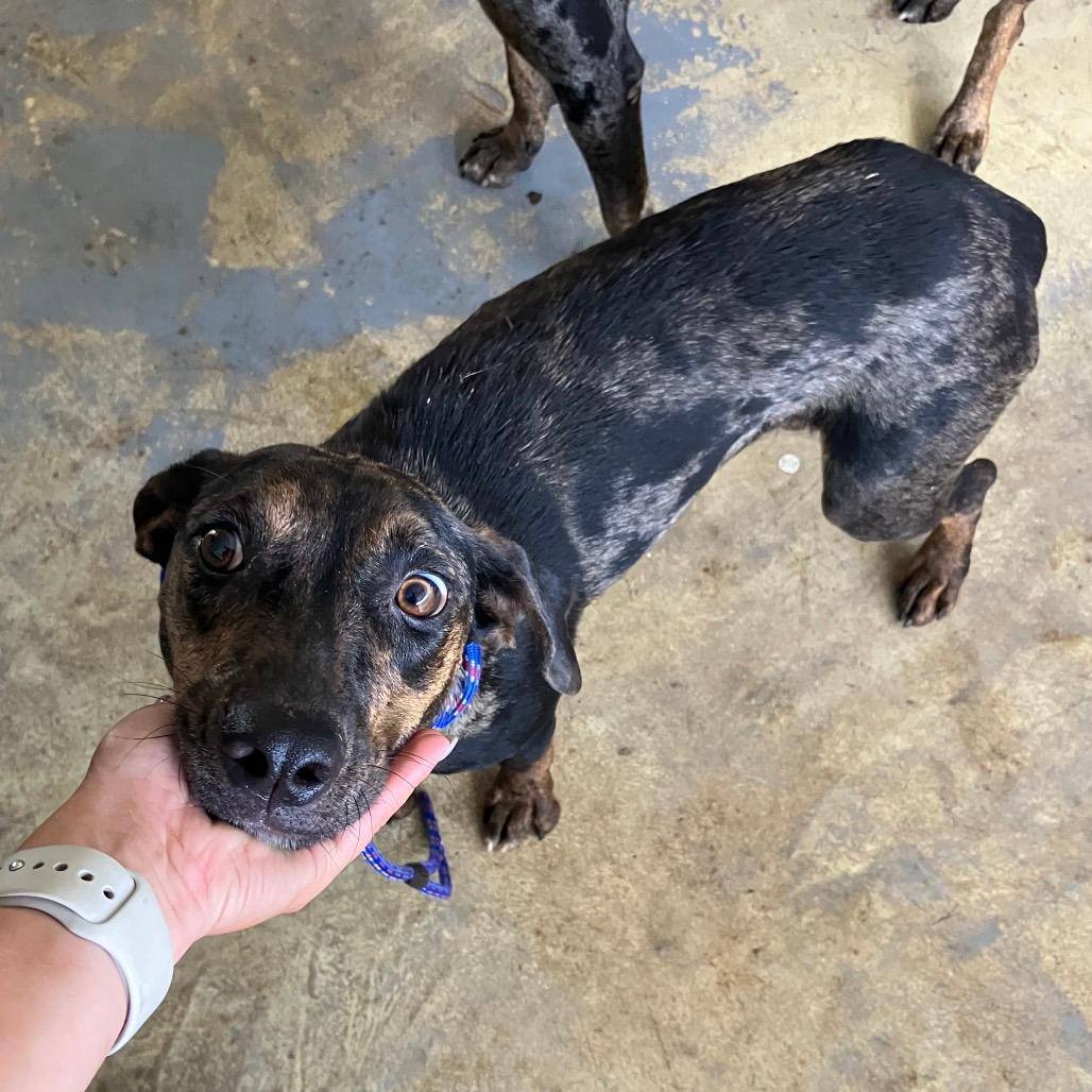 Millie (COH-A-64778)