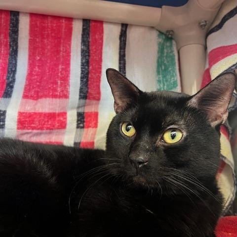 Sybil