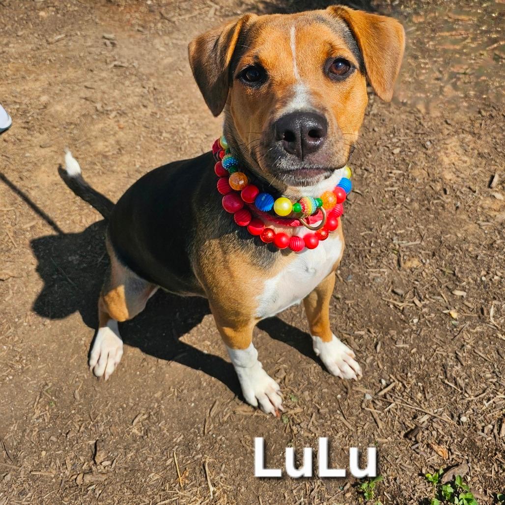 Lu Lu
