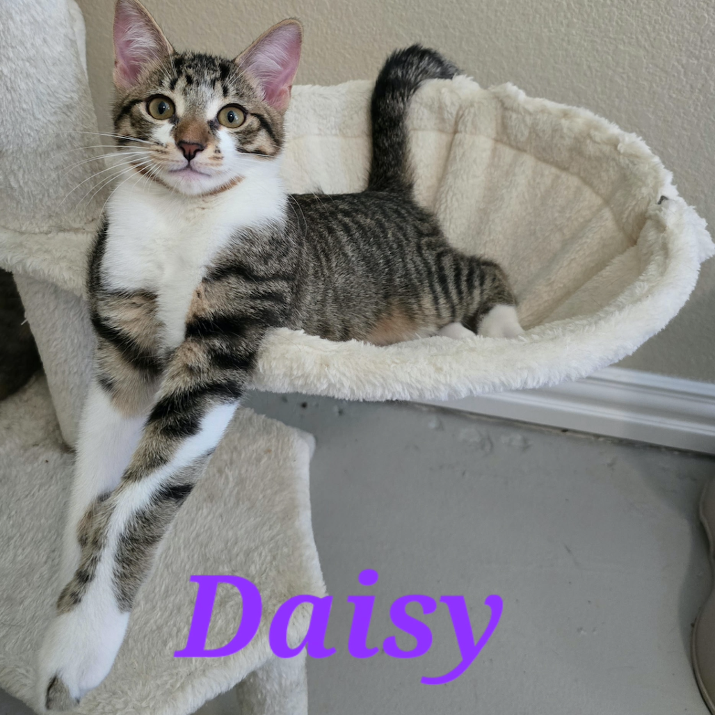 Daisy