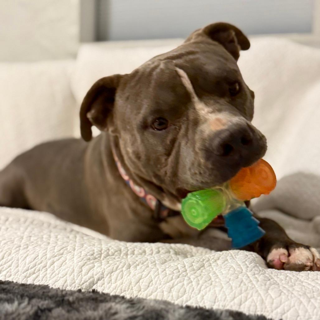 DJ (Adoption Fee SPONSORED!!!)