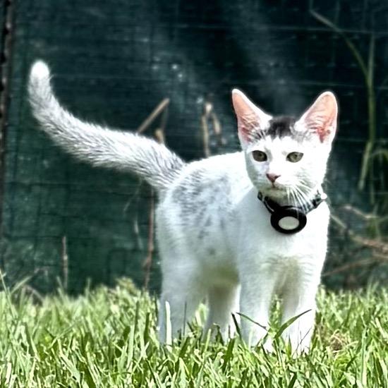 Snowball