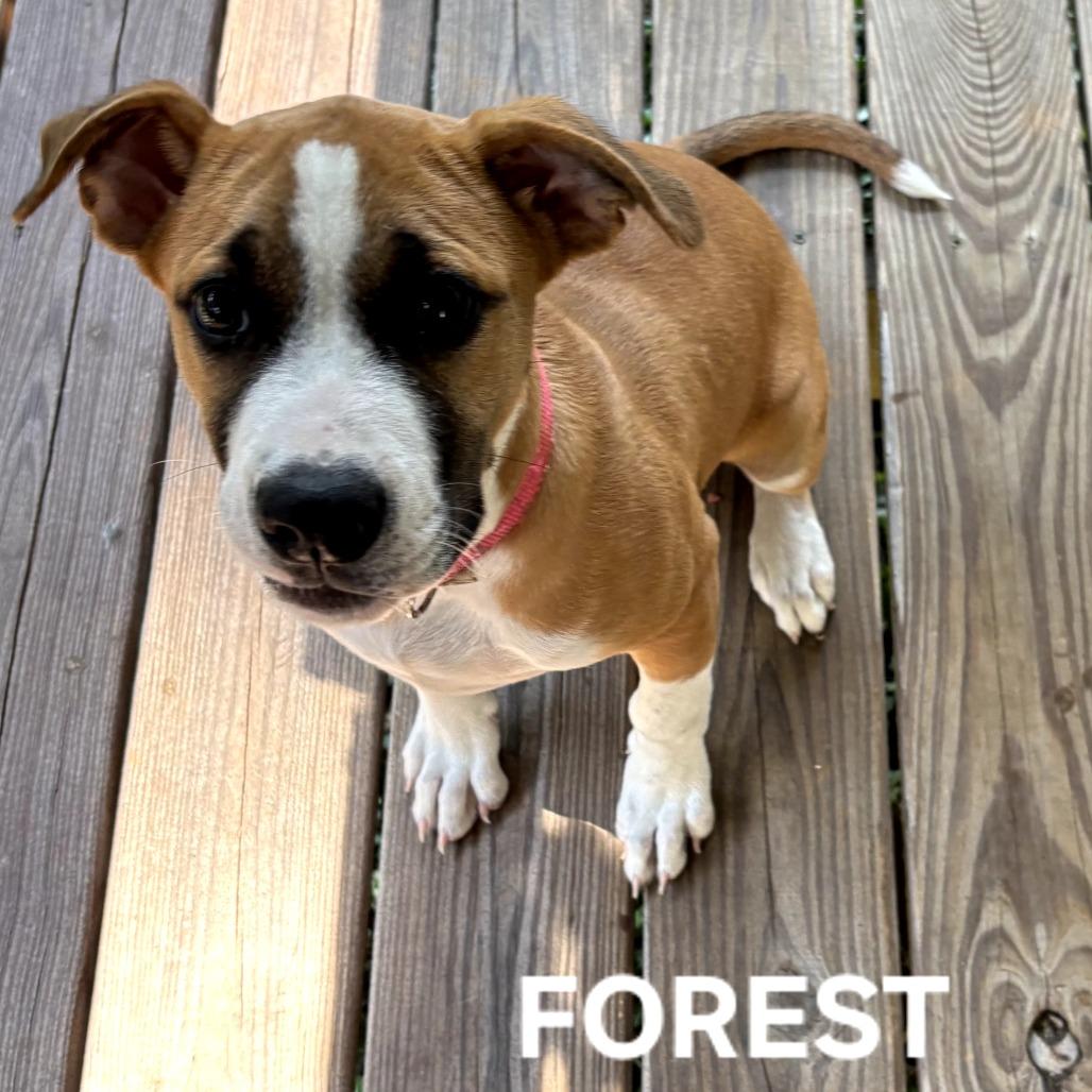 Forest