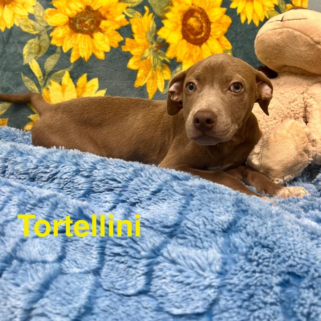 Tortellini