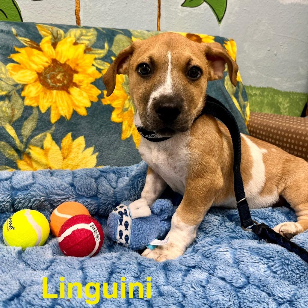 Linguini
