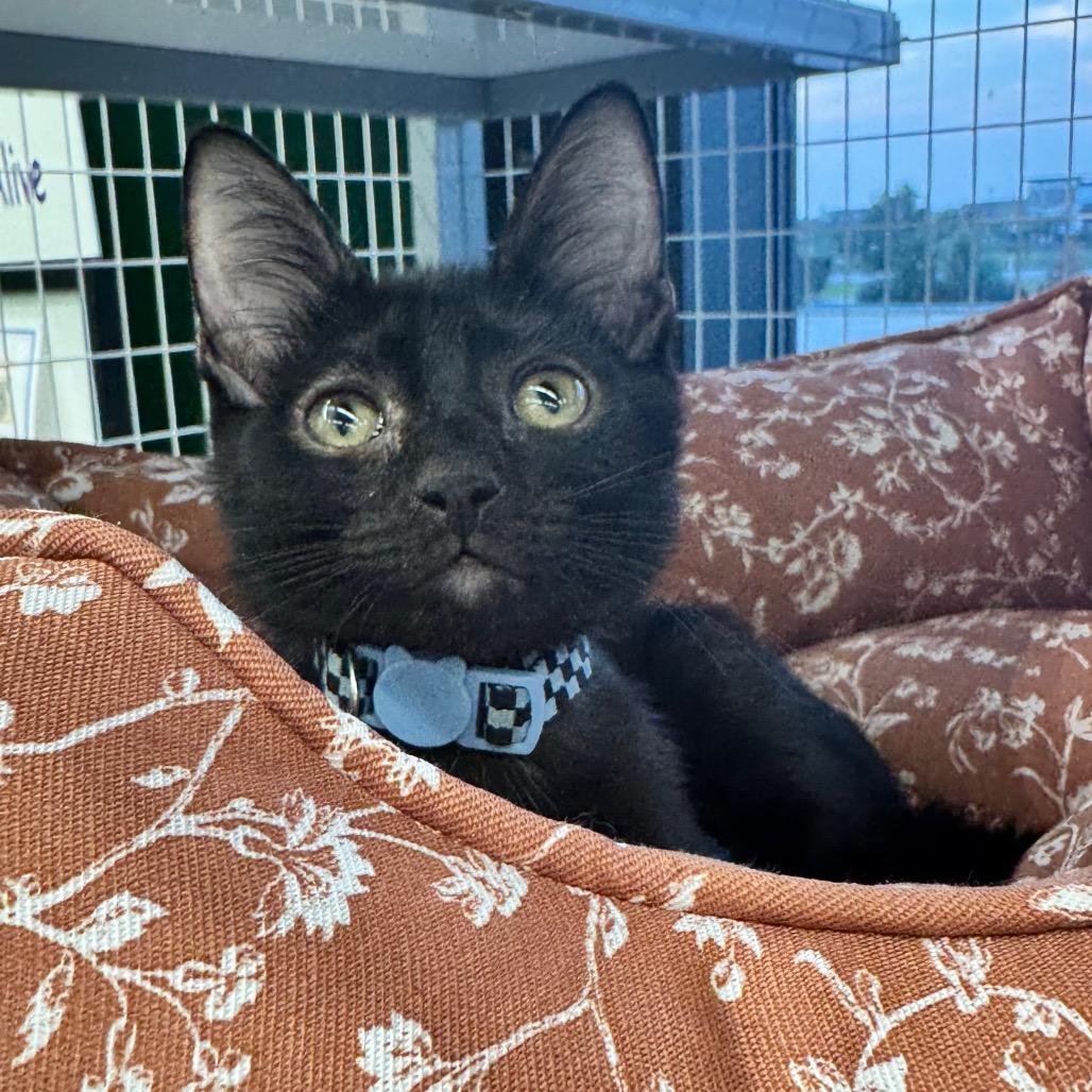 Rolo
