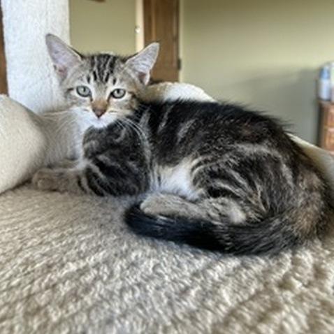 Ember