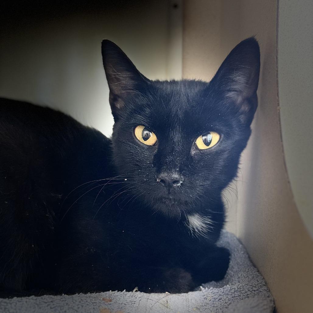 Raven