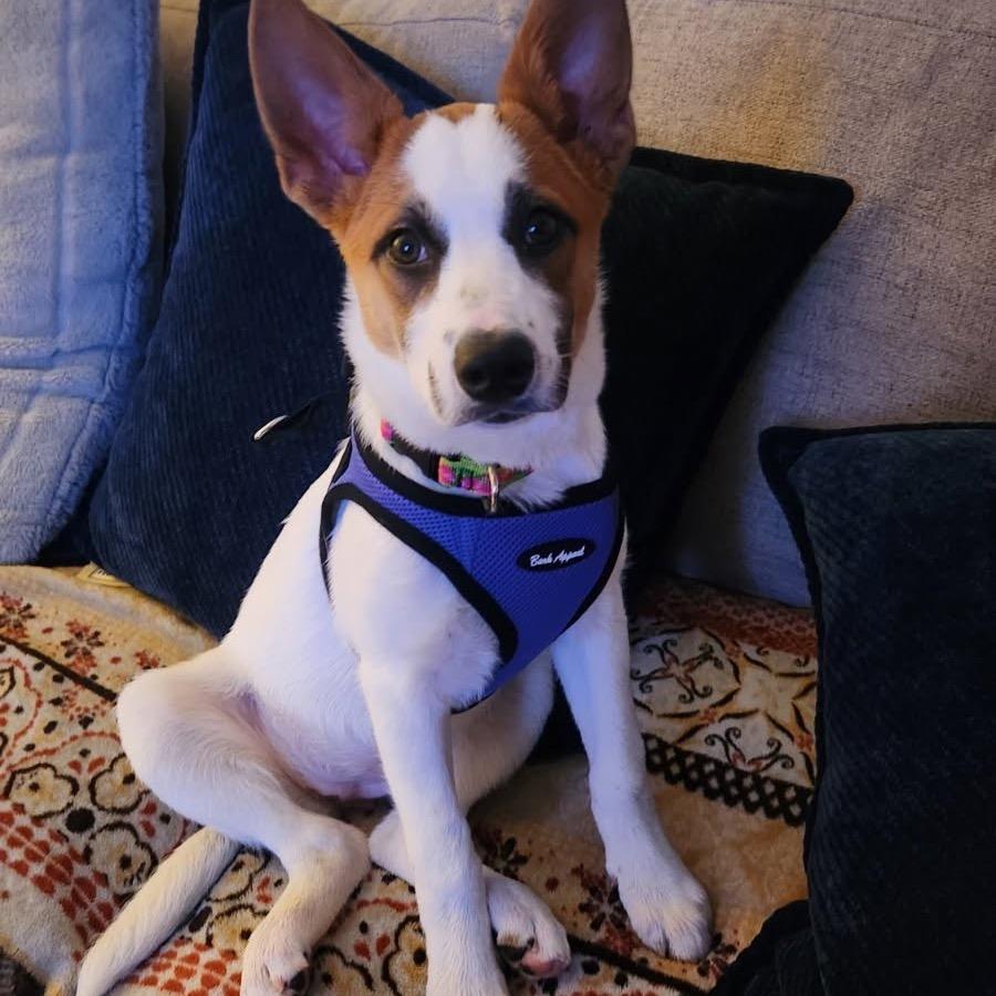 NY Argentina (Foster in Yorktown Heights) 