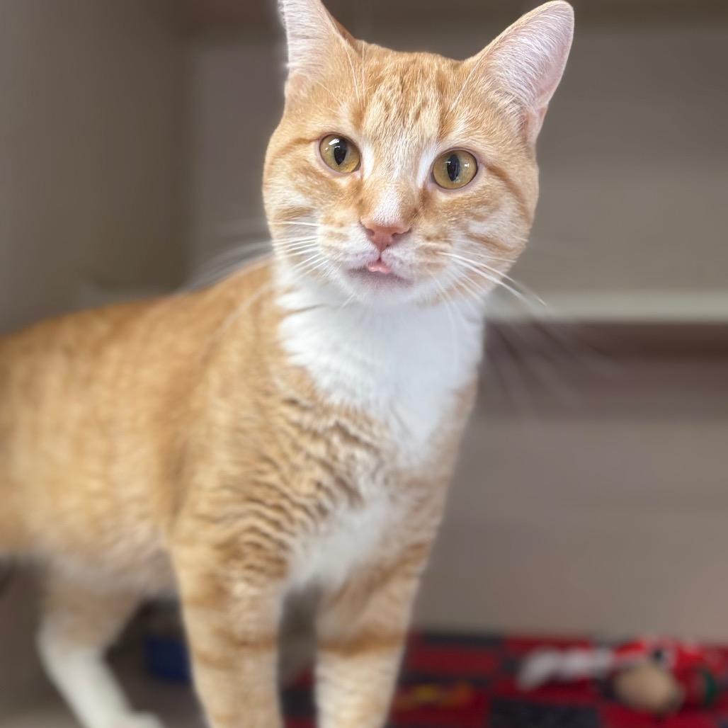Milo