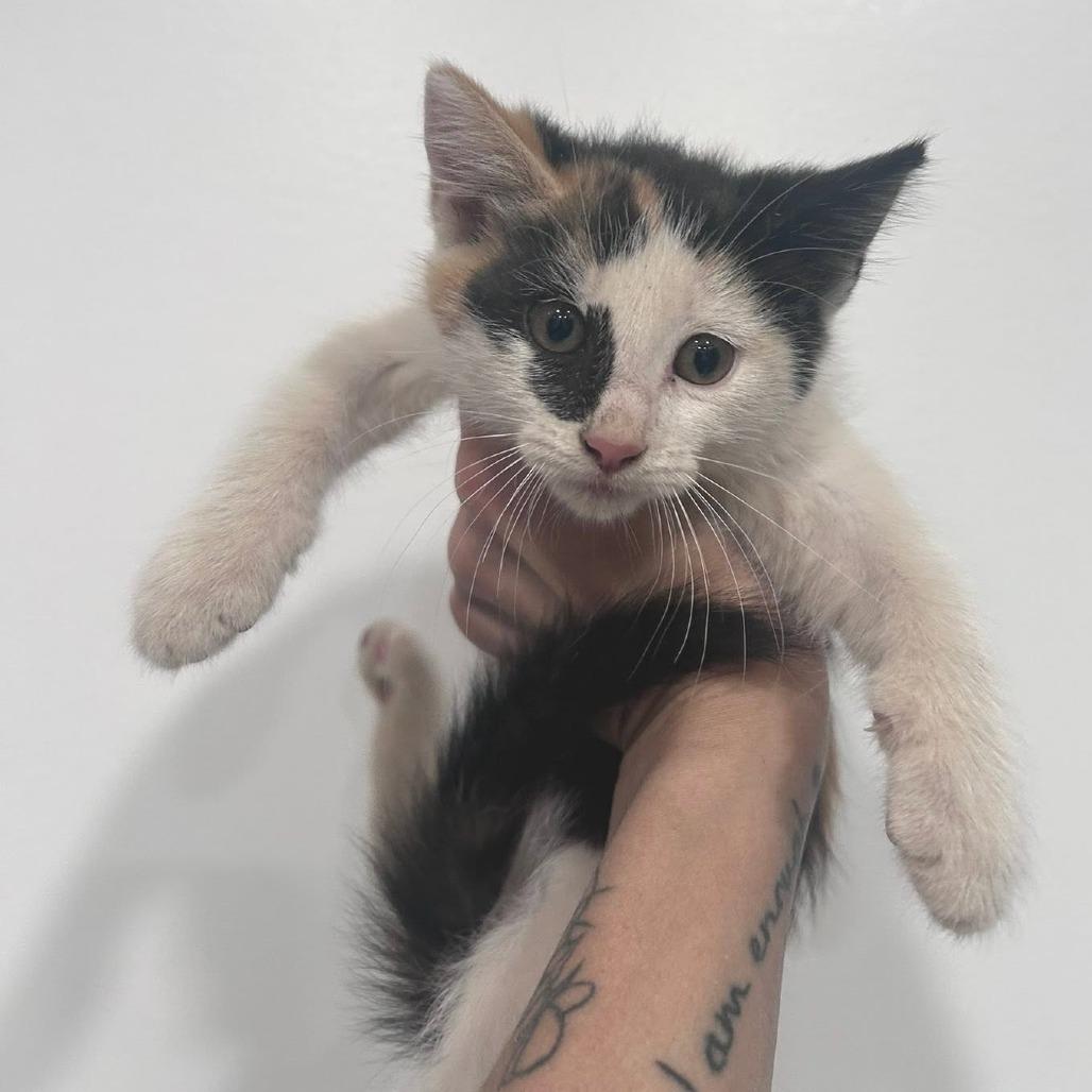 Macchiato