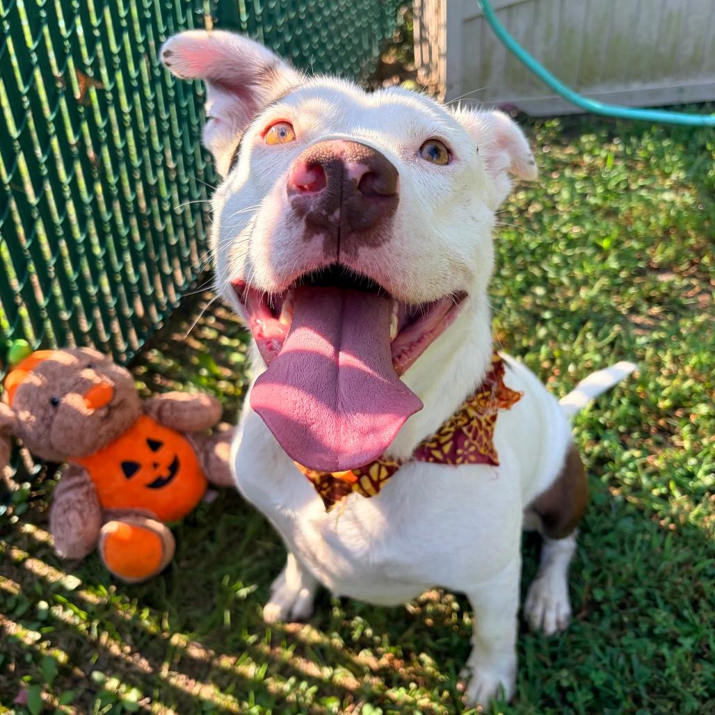 Teddy (Reduced Adoption Fee)