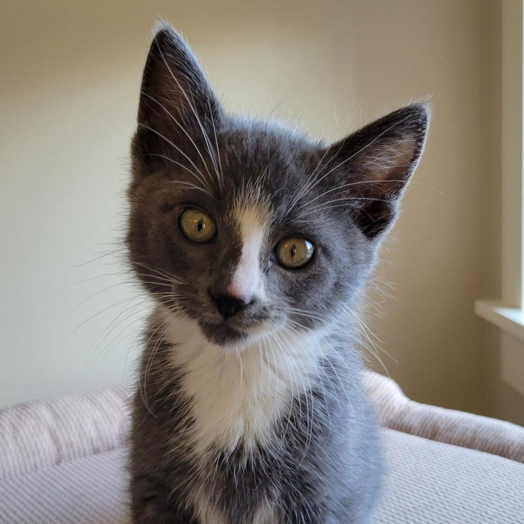 Zorro