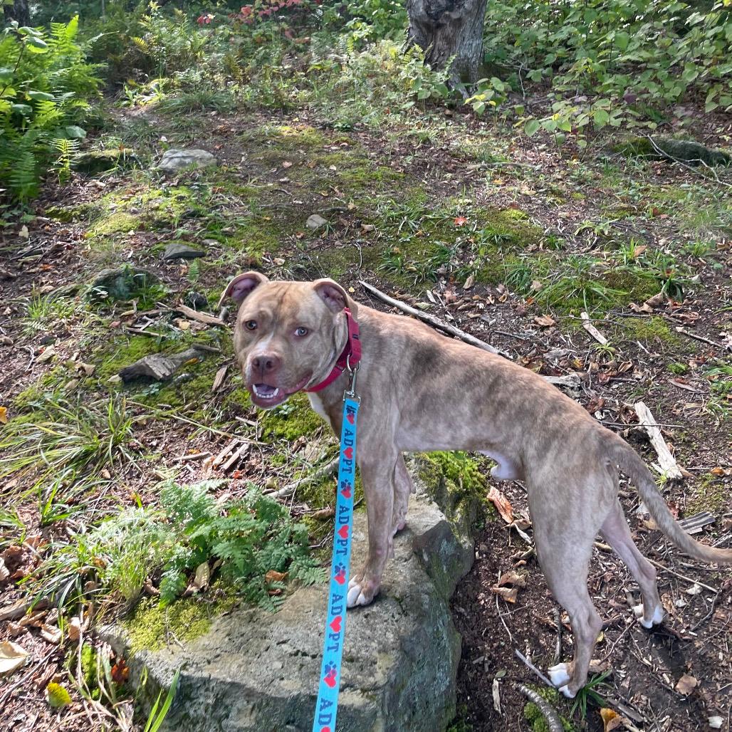 Apollo