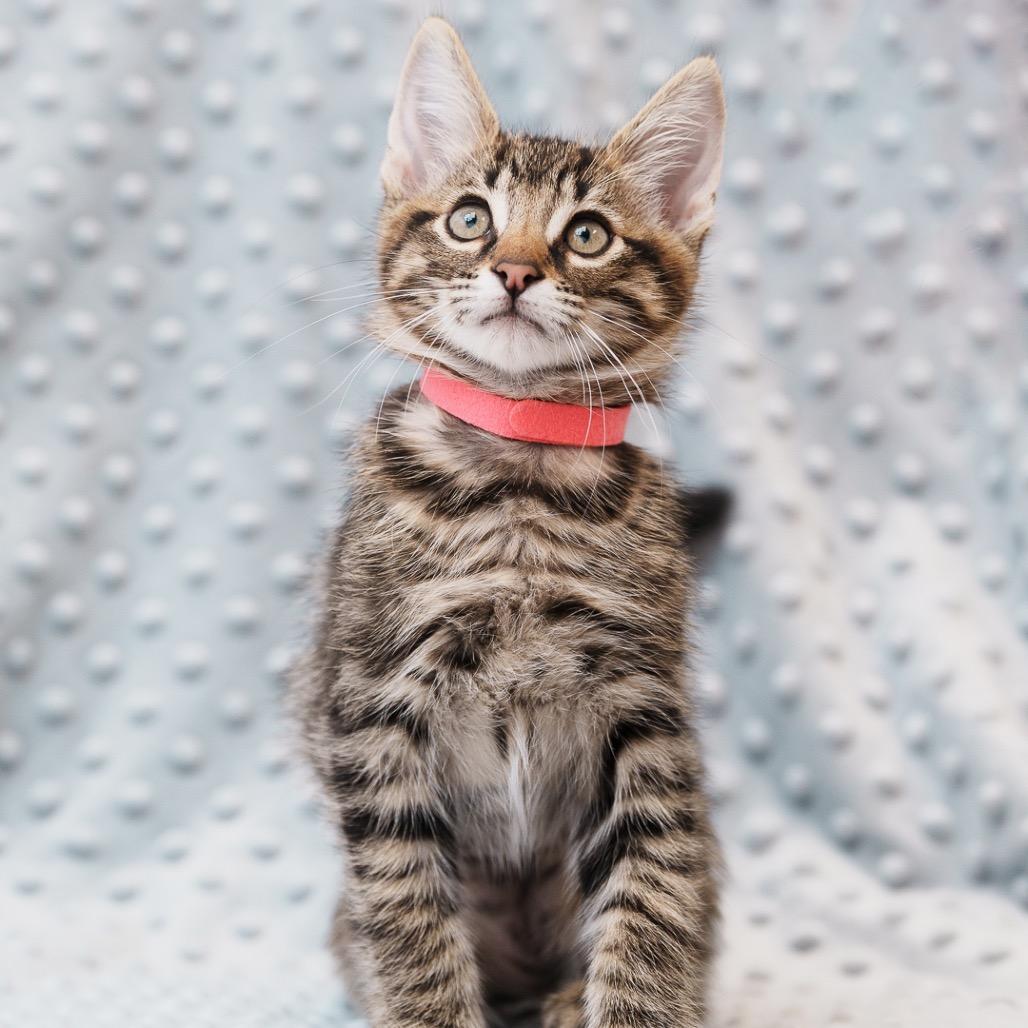 Nutmeg (Pink)