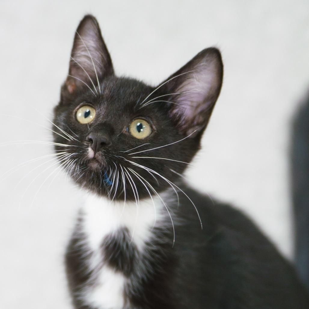 Juniper