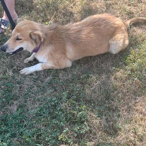 Gracie