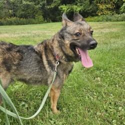 Taz
