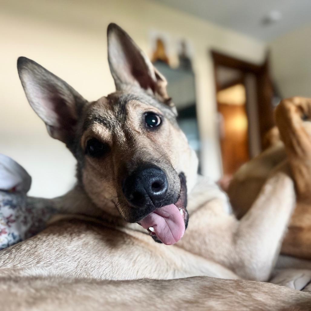 Bumper