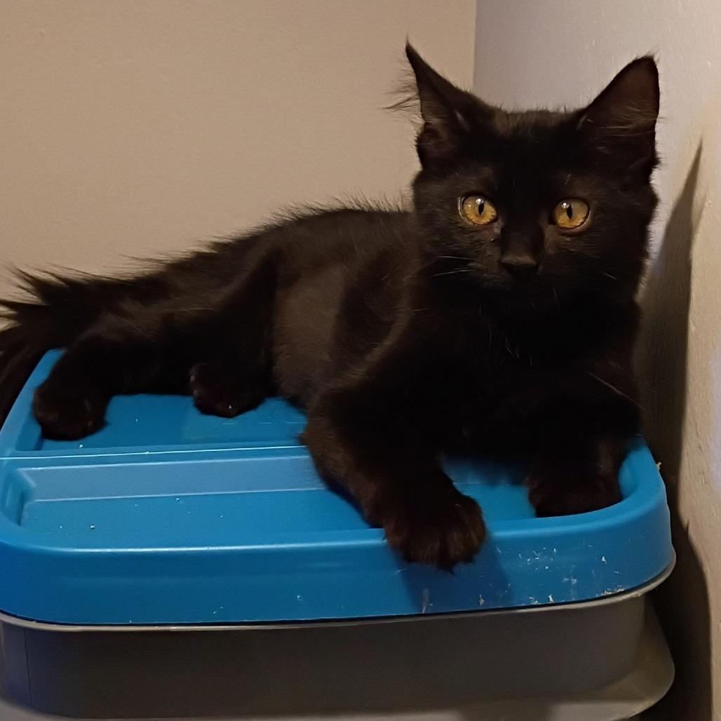 Nyx (home adoption) 