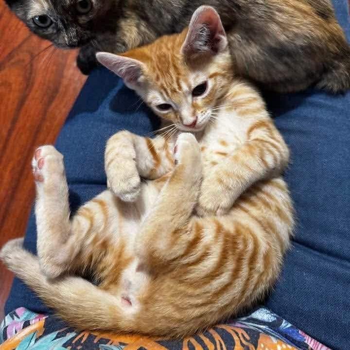 Peaches