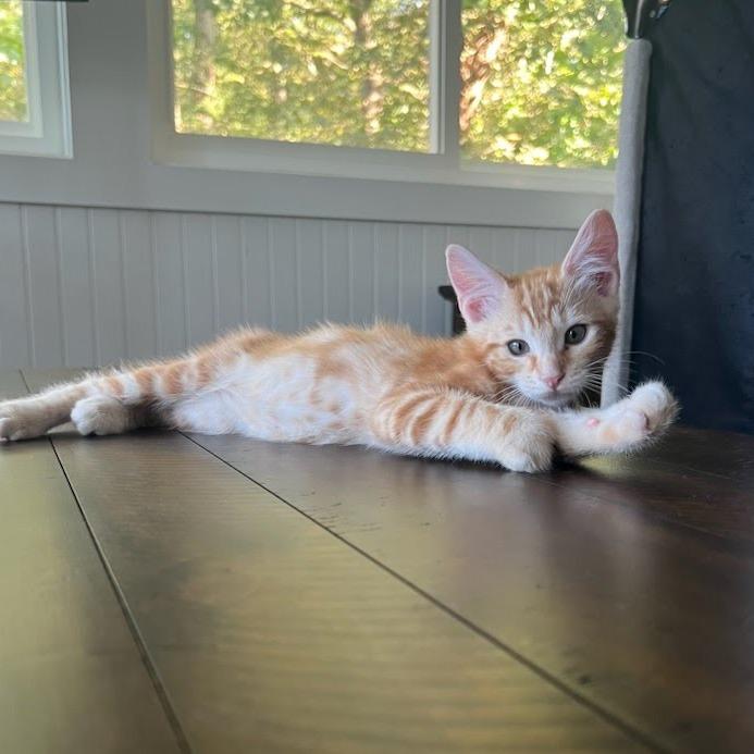 Kovu