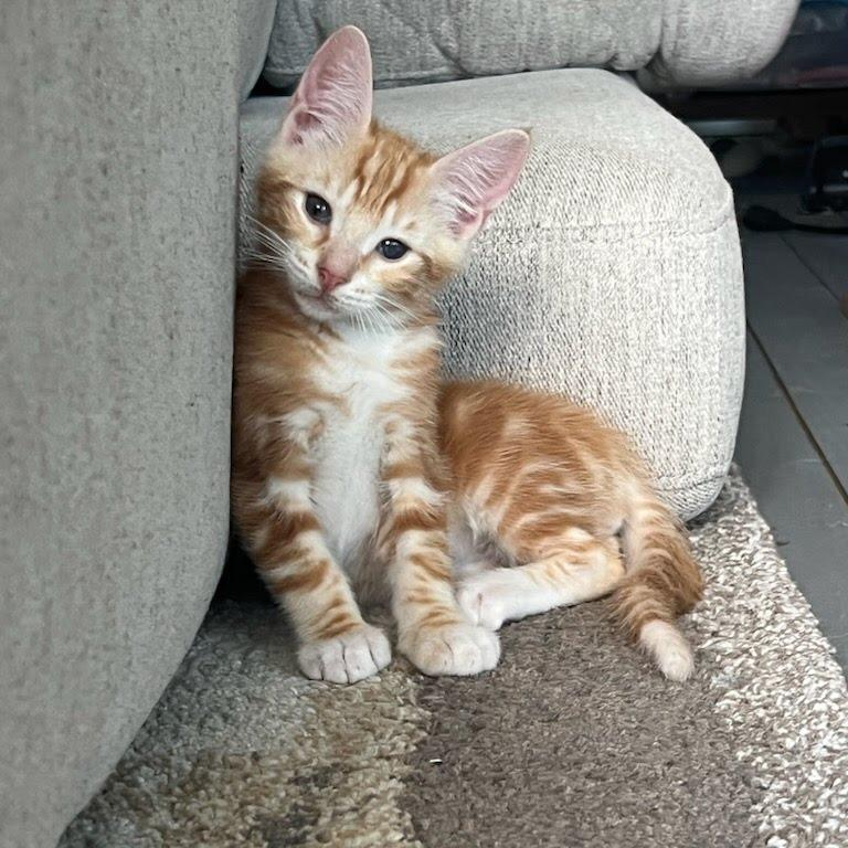 Simba 