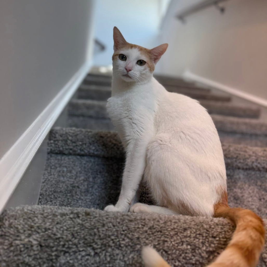 Marmalade
