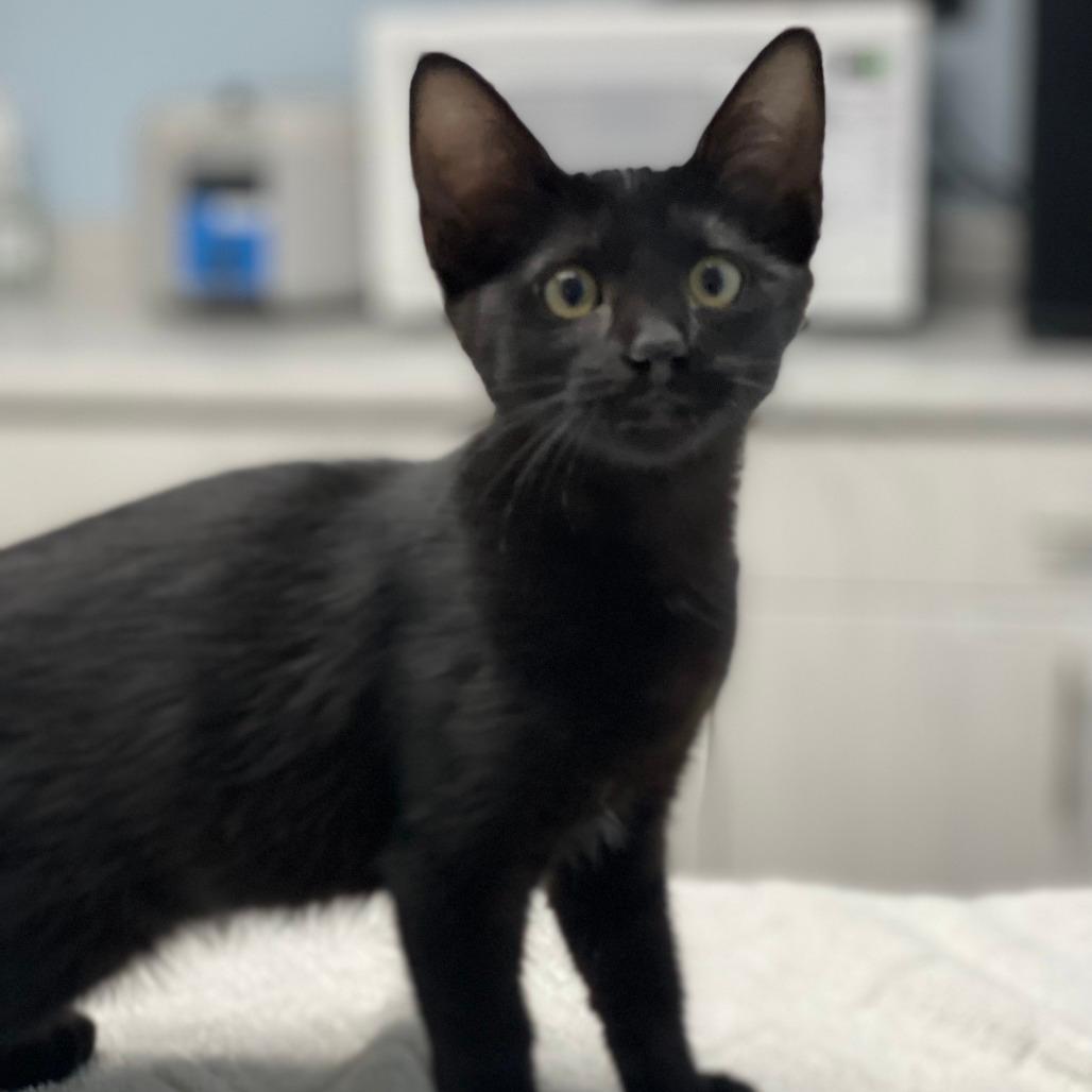Elvira 