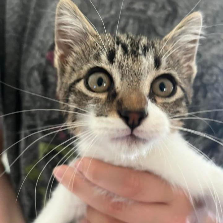 Fiyero $150