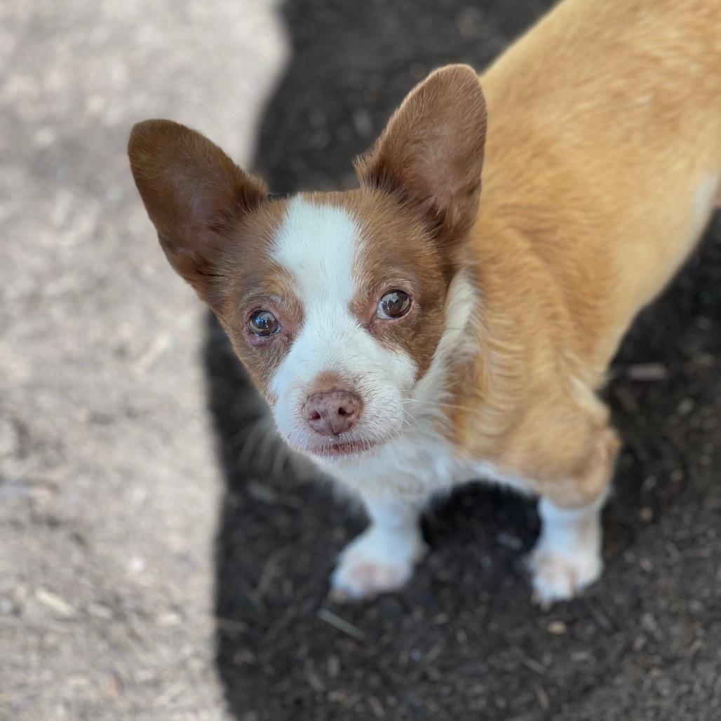 MICKEY (bonded w/Max)