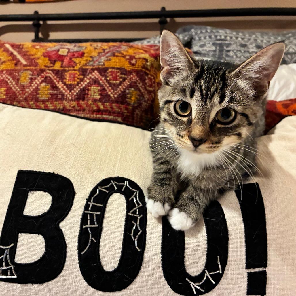 Purrlina