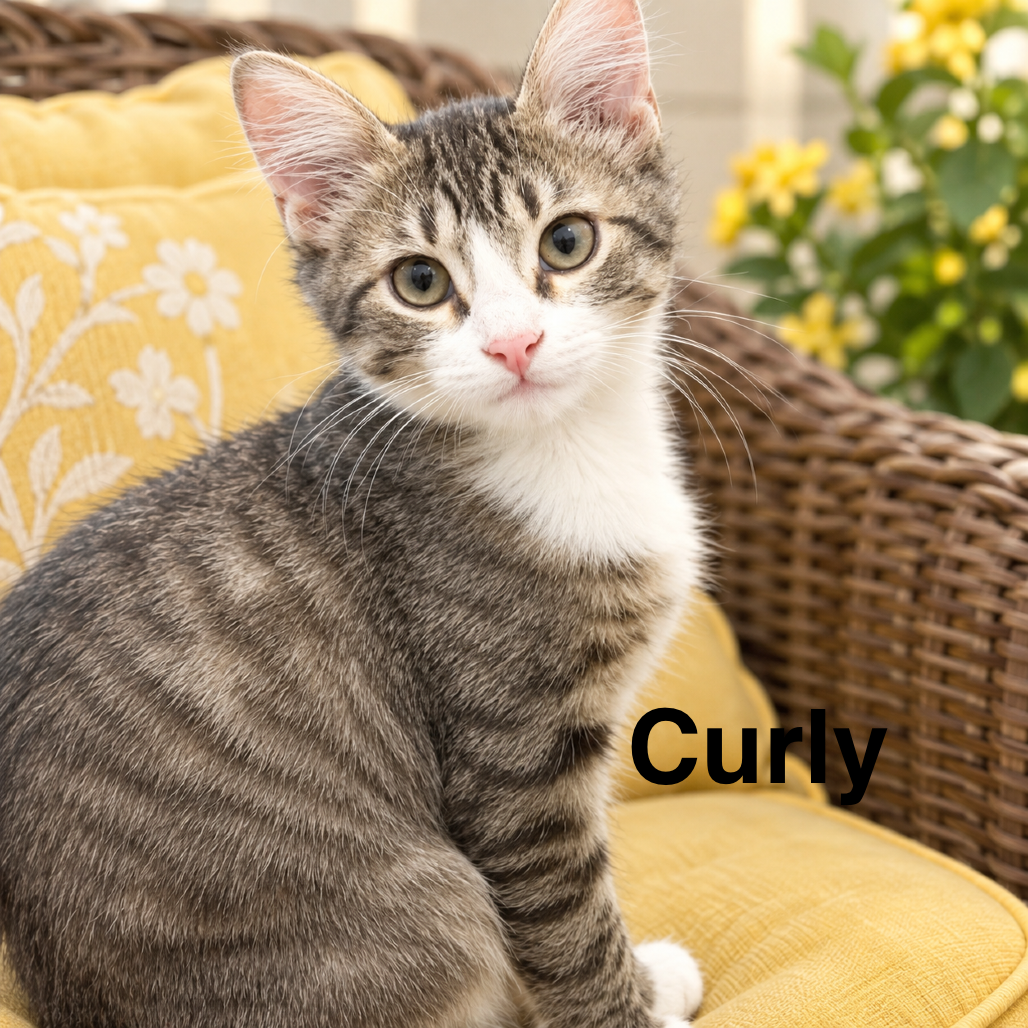 Curly
