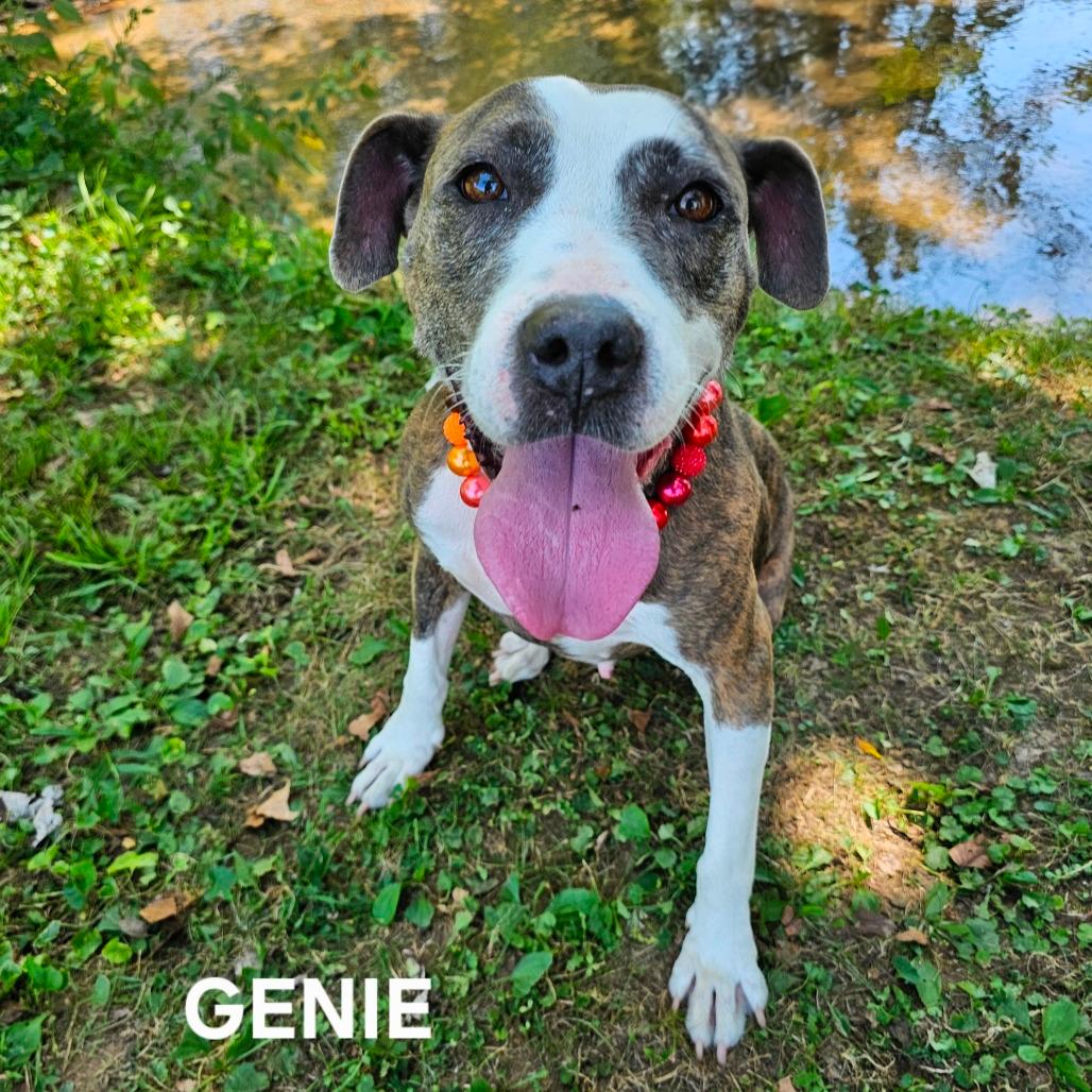 Genie 
