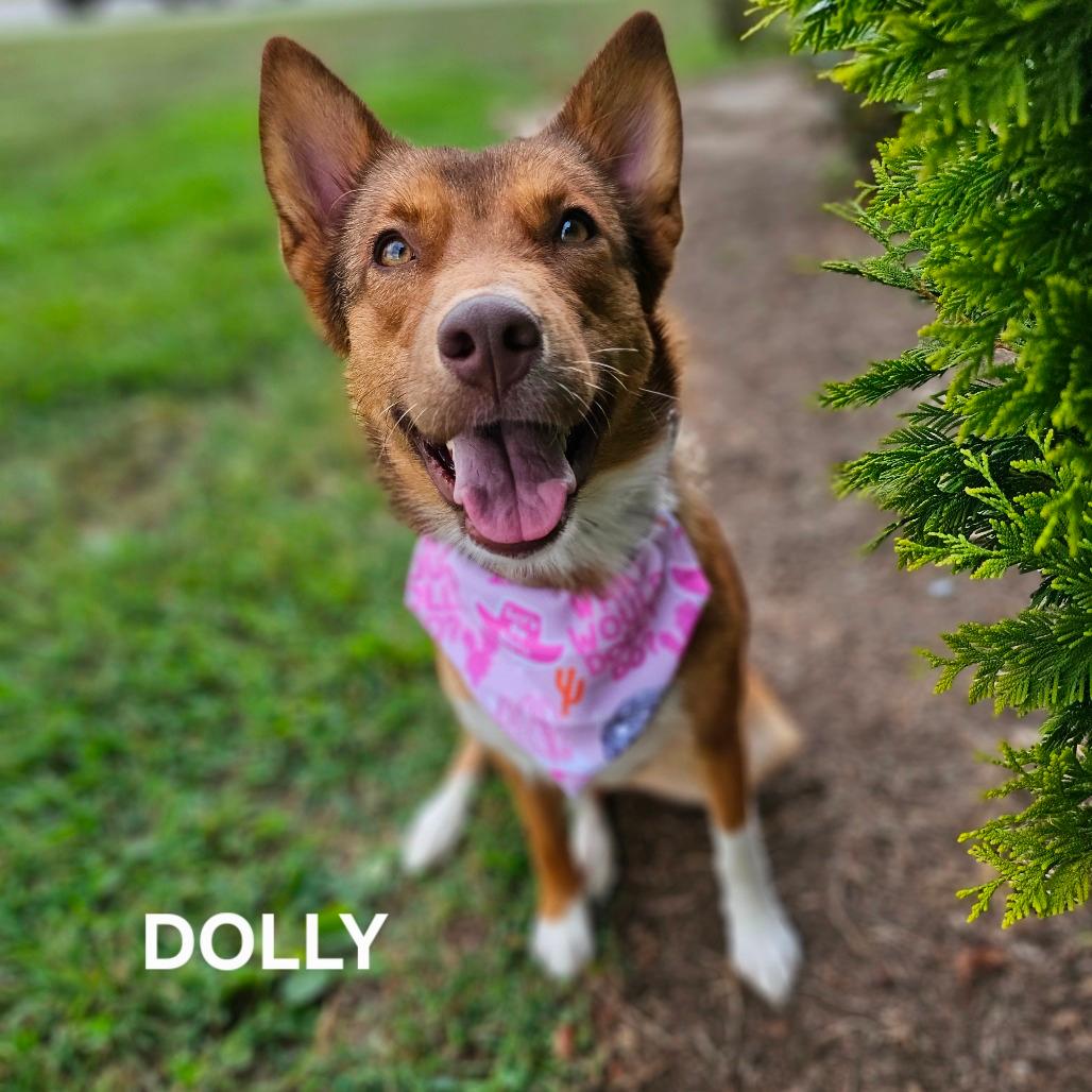 Dolly