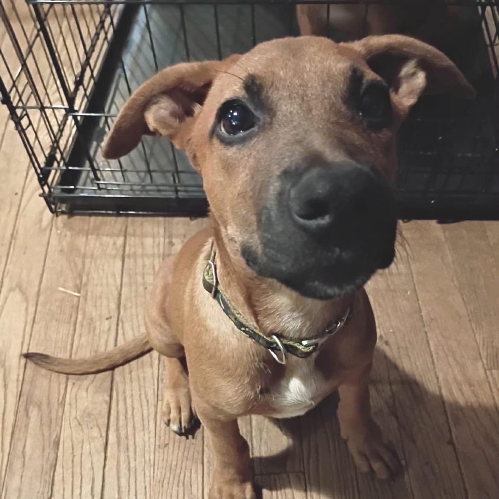 Rocco