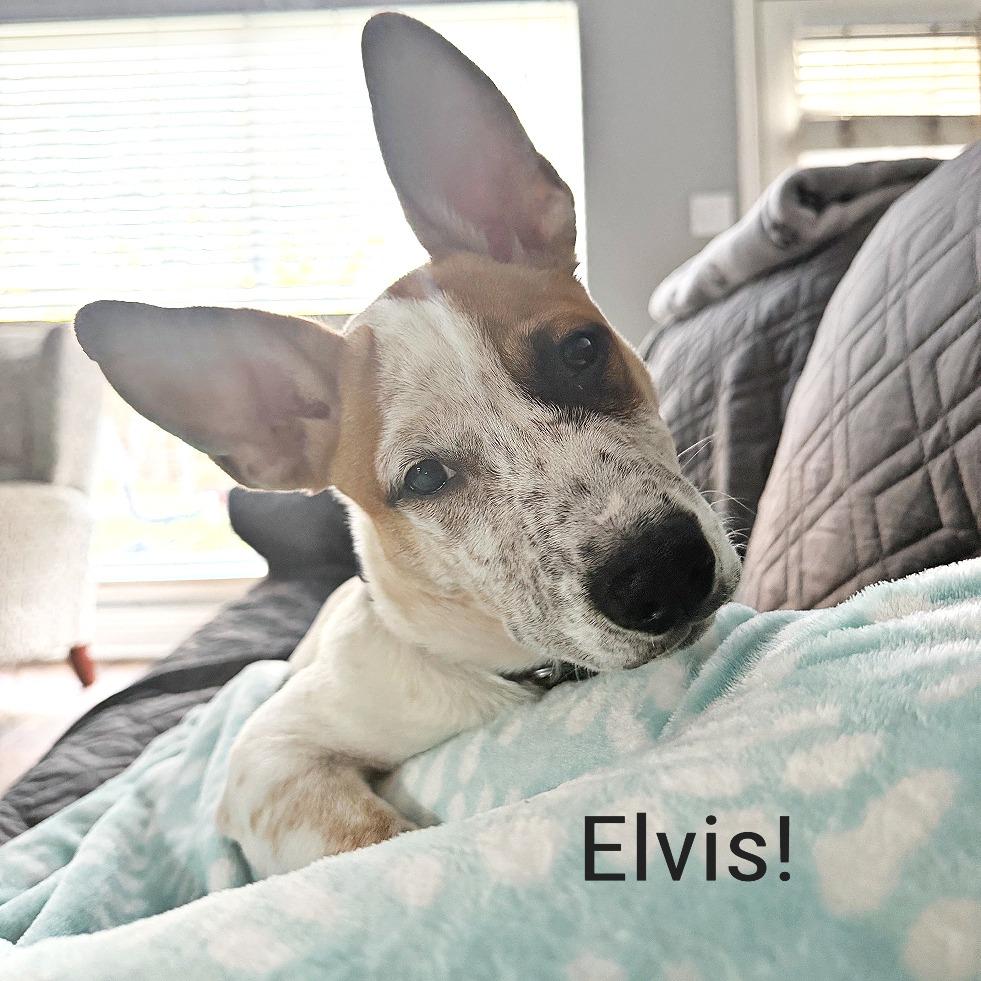 Elvis