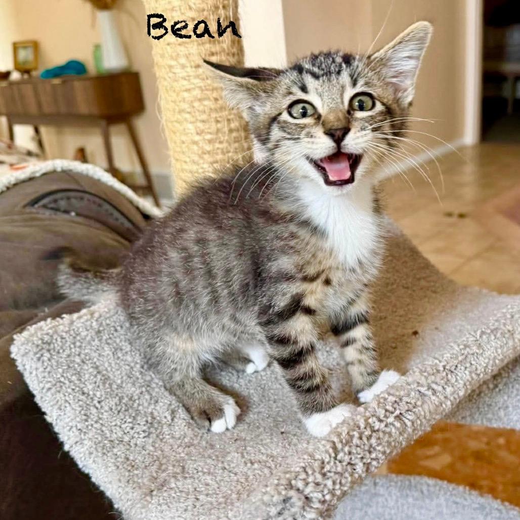 Bean
