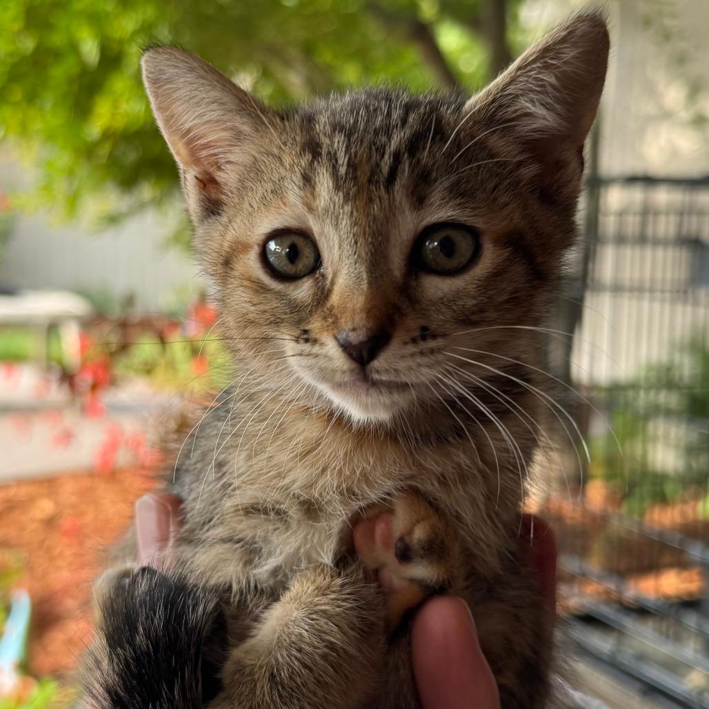 Pepper