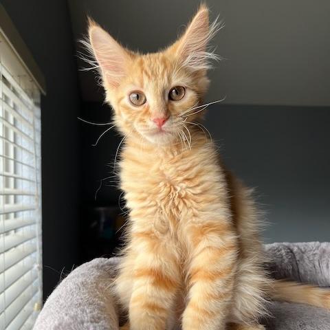 Banjo