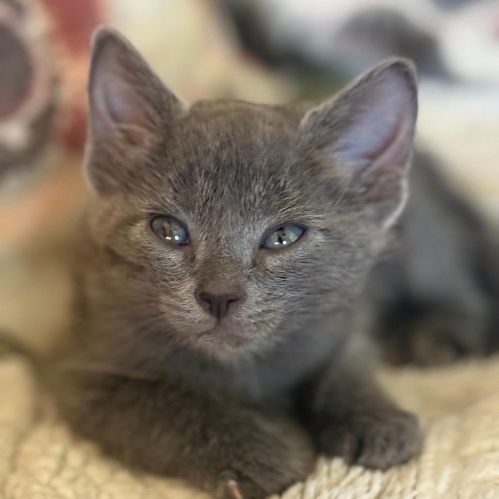 Stewie