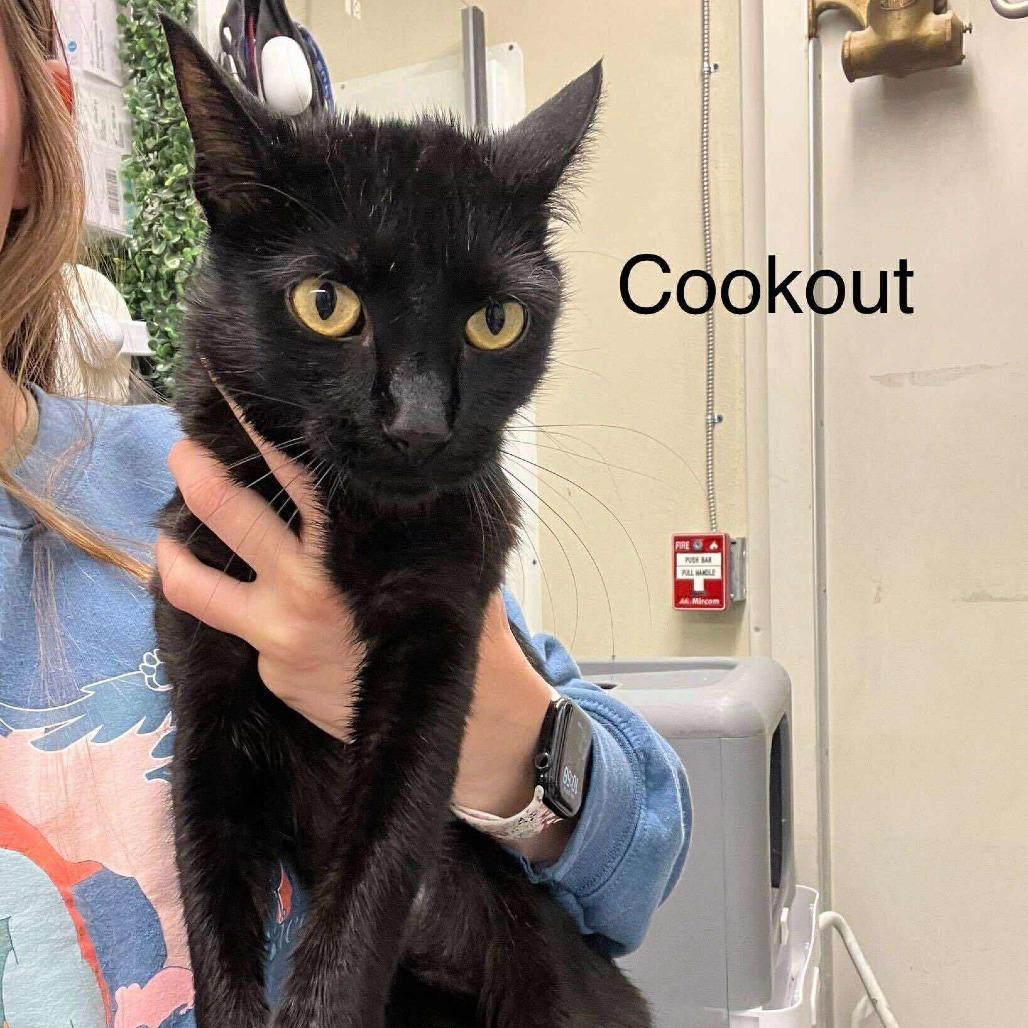 Cookout *Meet me at Lakeville Petsmart*