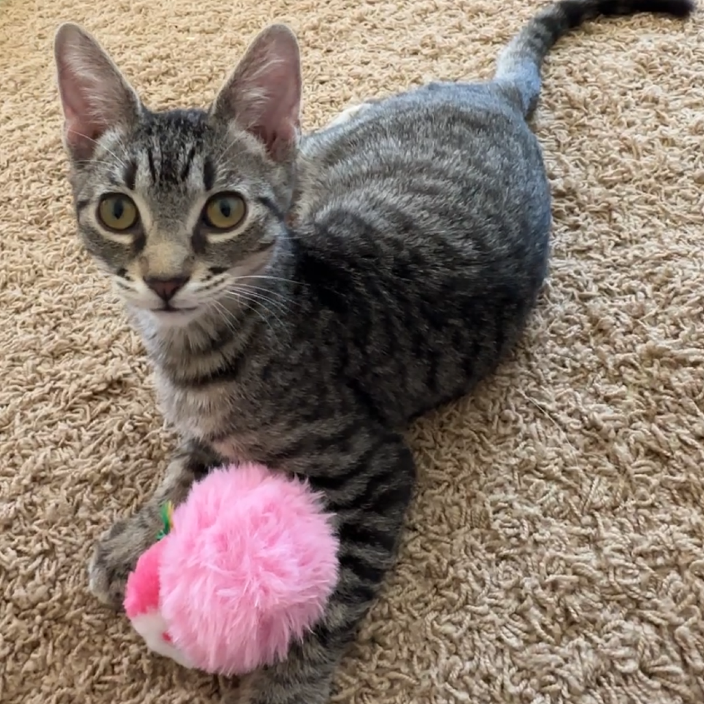 Sokka