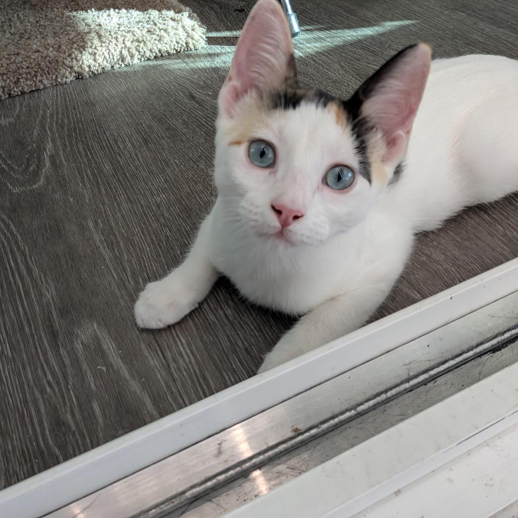 Willow