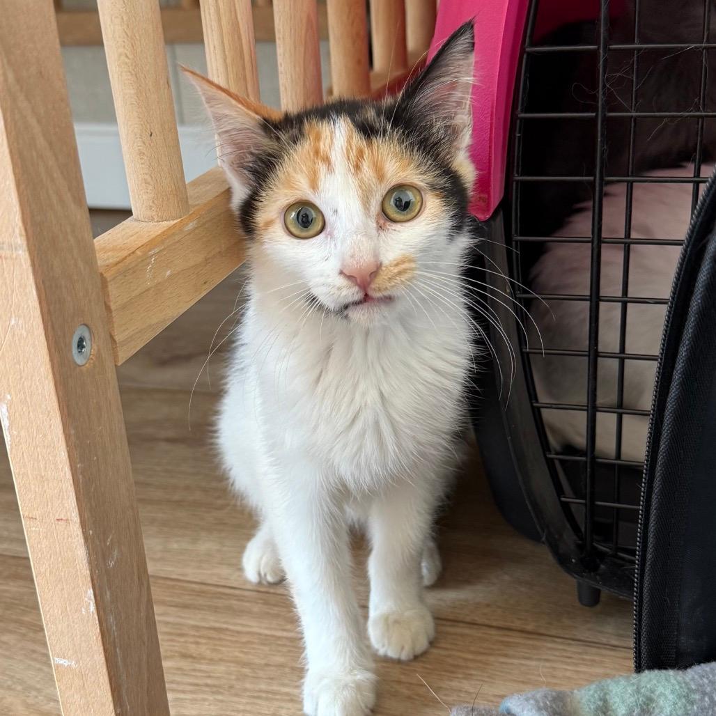 Ravioli & Gelato (bonded pair)