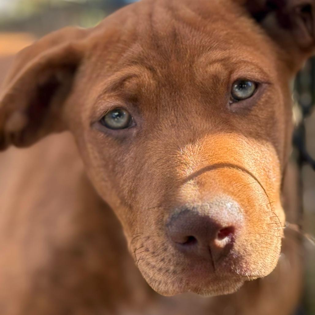 NY Sage (Foster in Crompond)