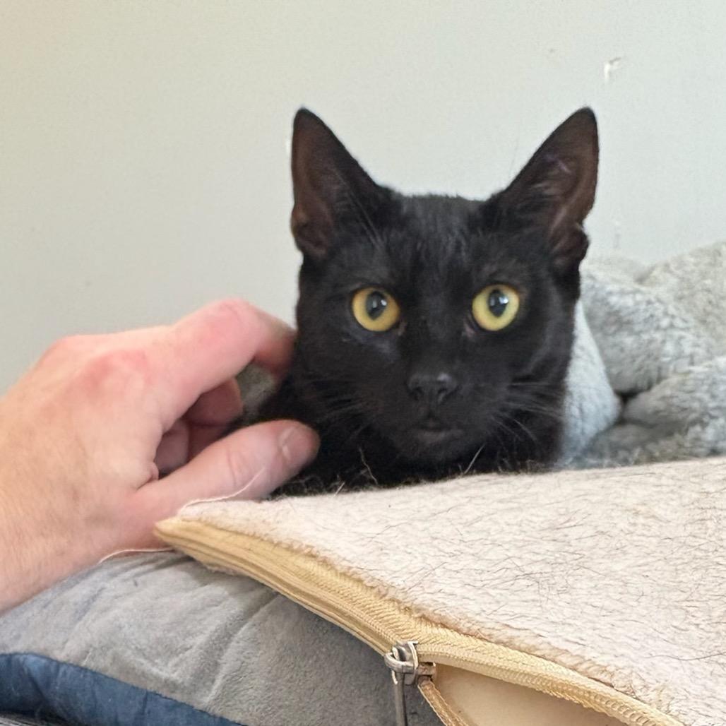 Simon