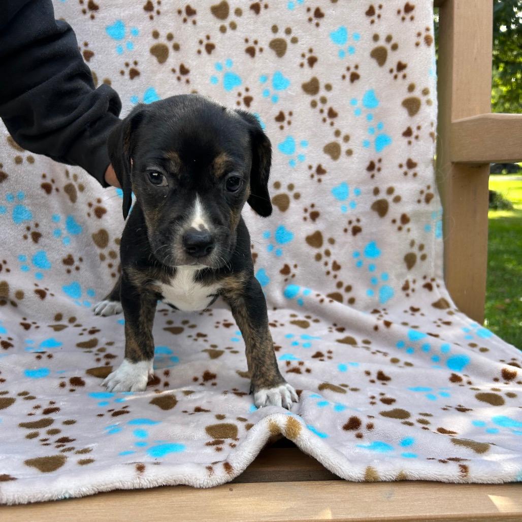 Pup 3