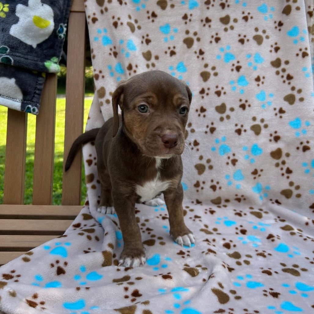 Pup 2